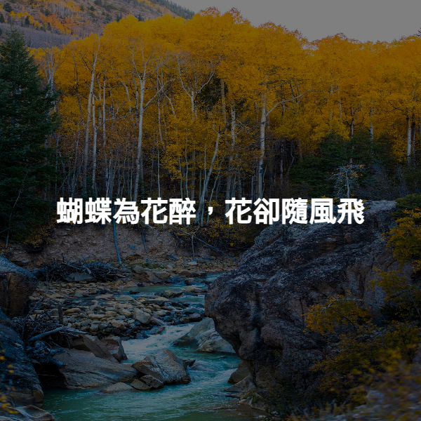 蝴蝶為花醉，花卻隨風飛