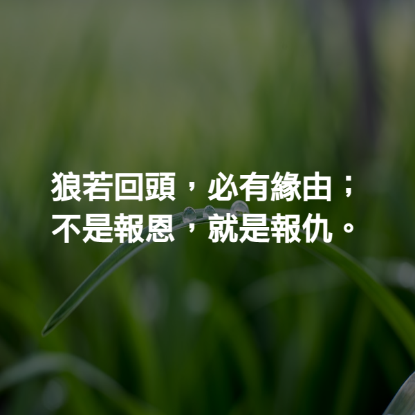 狼若回頭，必有緣由；不是報恩，就是報仇。