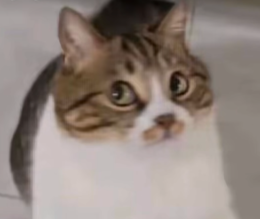 說了你又不高興斜眼貓貓- 梗圖產生器（懶人模式）