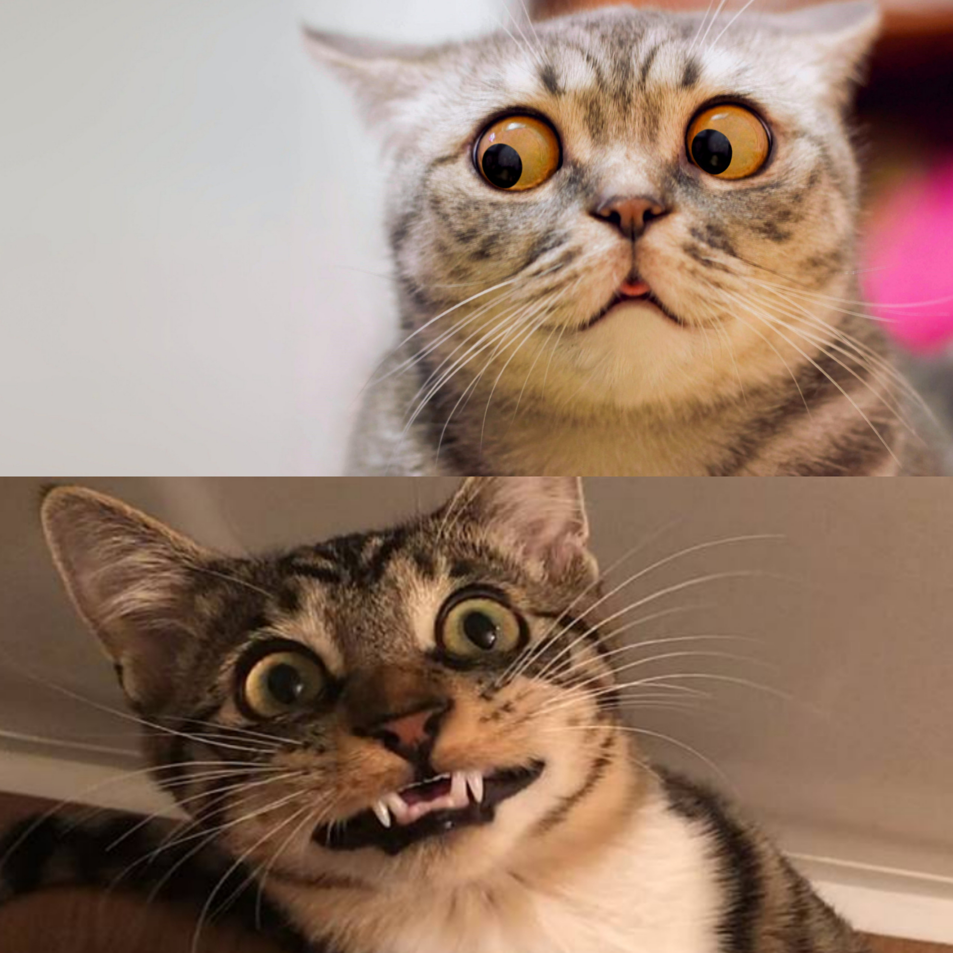 猫咪惊讶- 梗图产生器（懒人模式）